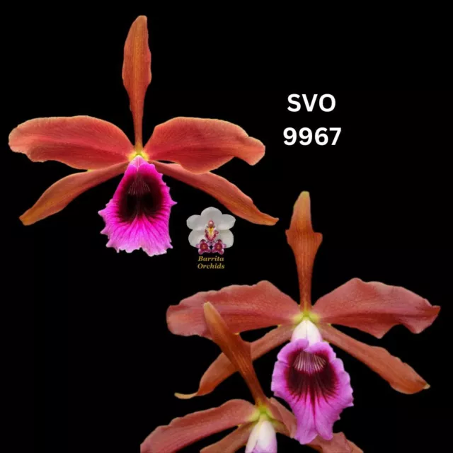Cattleya Orchid Species SVO9967 (L. tenebrosa 'None Darker’ x L. tenebrosa 'Spec