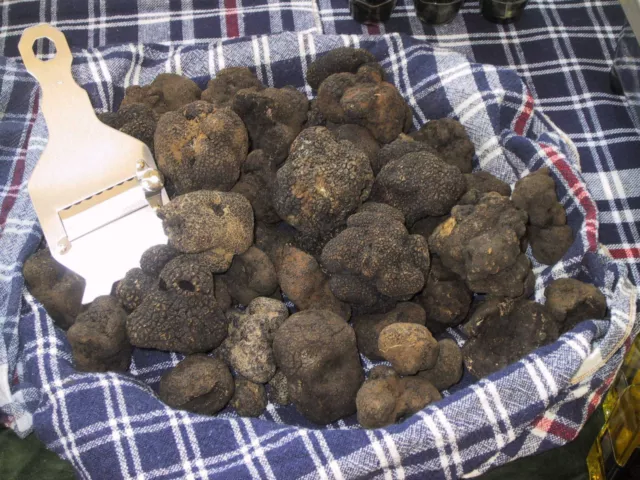 Precious Italian fresh black truffles. Black truffle 1,54Pound Mushrooms Top