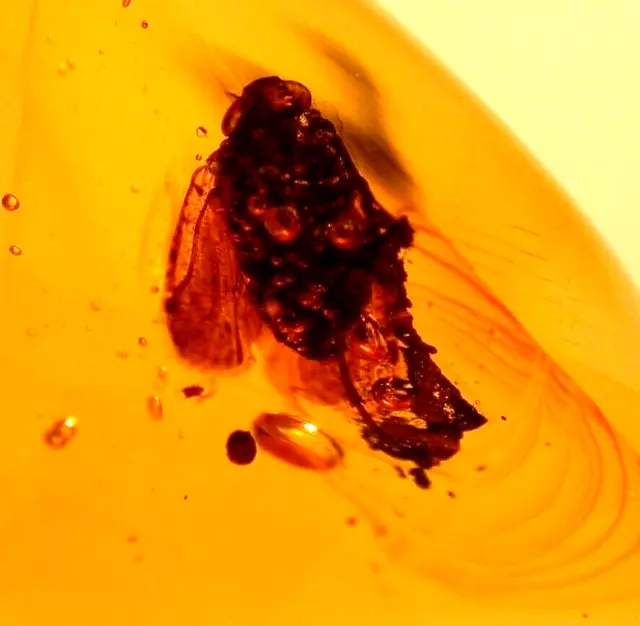 Beautiful Large Insect with Ripple Marks in Dominican Amber Fossil Gemstone