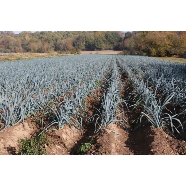 Lot de Graines Quantité au Choix Graines de Poireau Bleu de Solaise