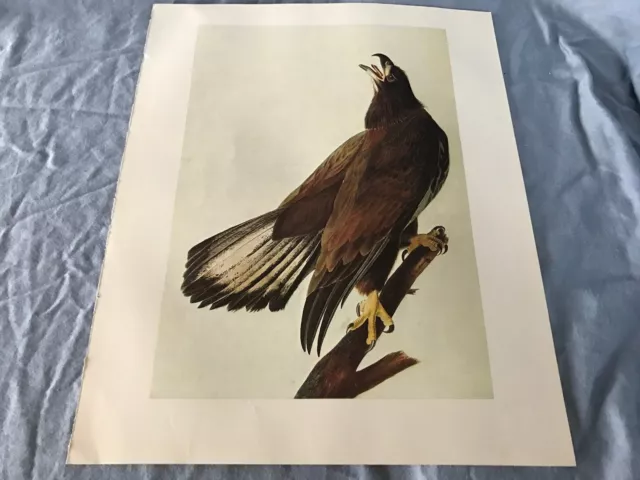 John James Audubon Bookplate Plate 106 Bird Art Print 1966 BALD EAGLE