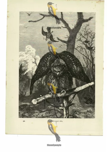 Eagle Owl, Book Illustration (Print), 1884