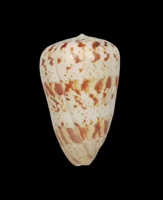 Conchiglia Shell CONUS CARACTERISTICUS India 67,8 mm LARGE & HEAVY # 15)