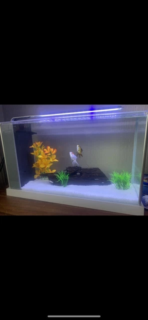 Fluval Spec 19l Aquarium Fish Tank Including Pump And light
