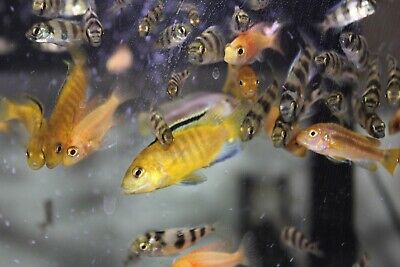 Assorted African Cichlids Live Fish 1”+ (4 Pack) African Cichlid Colony 3