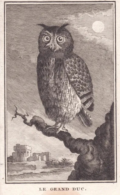 Gravure XVIIIe Hibou grand-duc d'Europe Bubo bubo Uhu Eurasian eagle-owl 1770