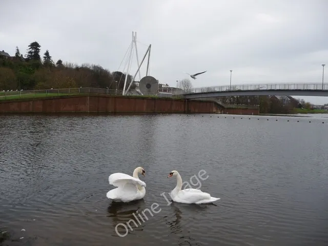 Photo 6x4 Exeter : Swans in the River Exe Two swans having a wash, with t c2009
