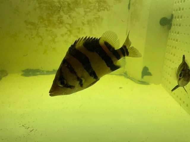 CLEAN 3 Bar Indo Tiger Datnoid