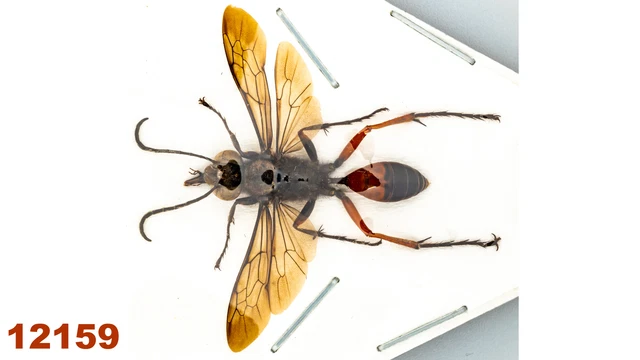 Hymenoptera : Sphecidae sp.   A1, 33 mm, 1 pc