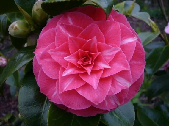 Camellia Japonica cv " Bonomiana " (1 Pflanze V18-18x16, H 40-60 CM )