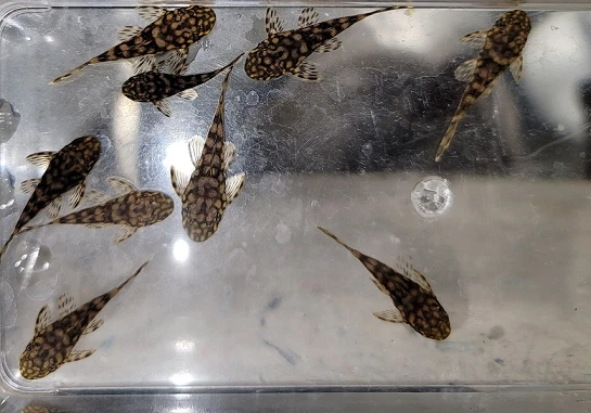 Clear Out Sale-Ancistrus sp. Rio Paraguay Bristlenose Pleco Juvenile 1.50 Inches