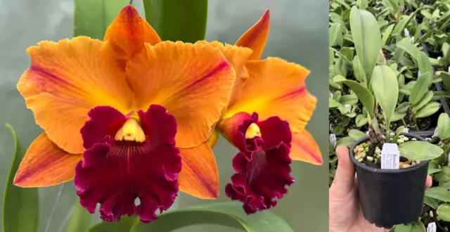 RON Cattleya Orchid Rlc. Yingluck Smile 'Heart Of Gold' Mericlone 100mm Pot
