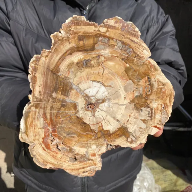 4LB  Large Beautiful polished Arizona red petrified wood slice mineral specimen