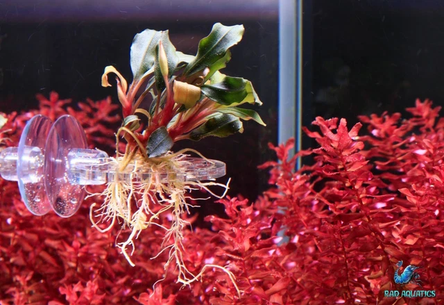 Rad Aquatics Acrylic Ledge For Moss/Rhizome Plants