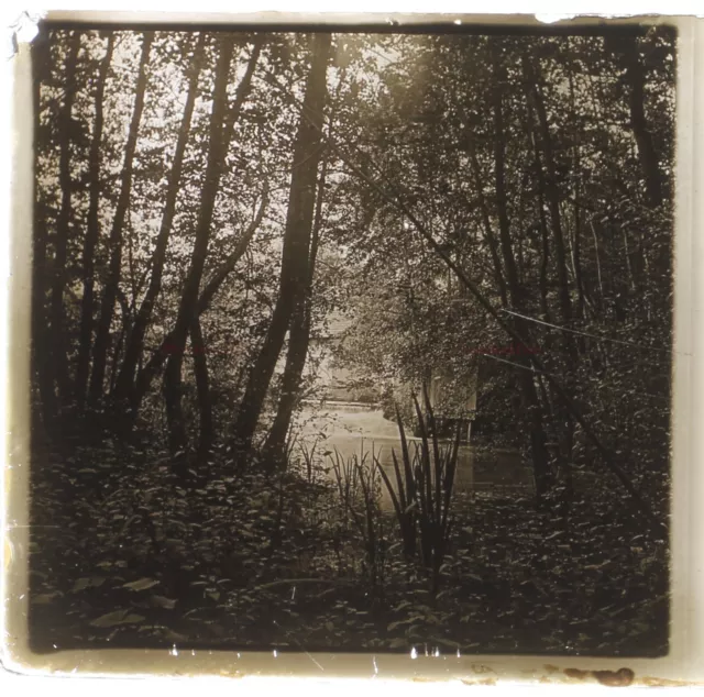 Landscape Forest River c1930 Photo Stereo Glass Plate Vintage VR16L24n7