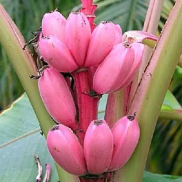 Pink Banana (Musa Velutina) 10+ seeds Dwarf Indoor / Outdoor  Same Day Dispatch 2