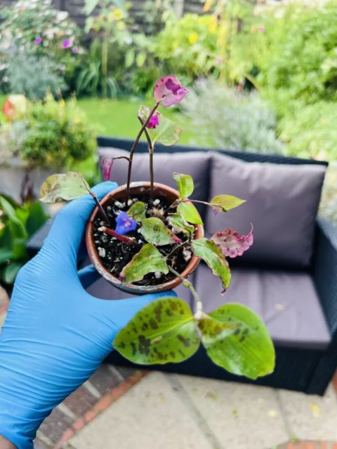 Rare Tradescantia Pringlei , Established Plant, 9 Cm Pot