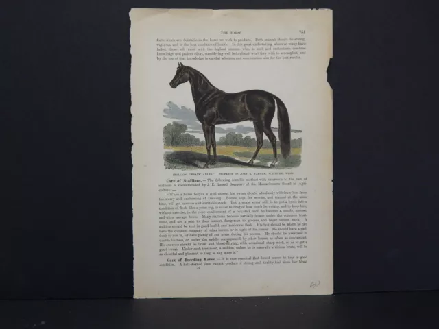 Horses, c.1890 Stallion "Frank Allen" #19