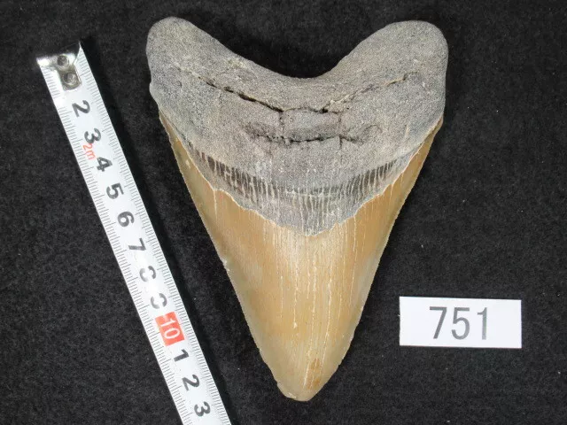 Fossil shark tooth   Megalodon   United States   129mm   No. 751    shipping