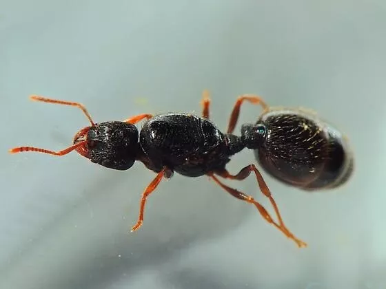 Tetramorium Immigrans Pavement Ant Queen Colony Live Feeder Insect