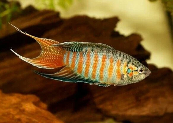 7 Pack Blue Paradise Gourami 1.5 To 2"
