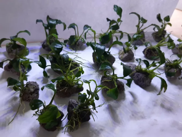 Anubia Nana auf Lavastein - Miniatur - Pflanze Nano Aquarium - einfach & robust