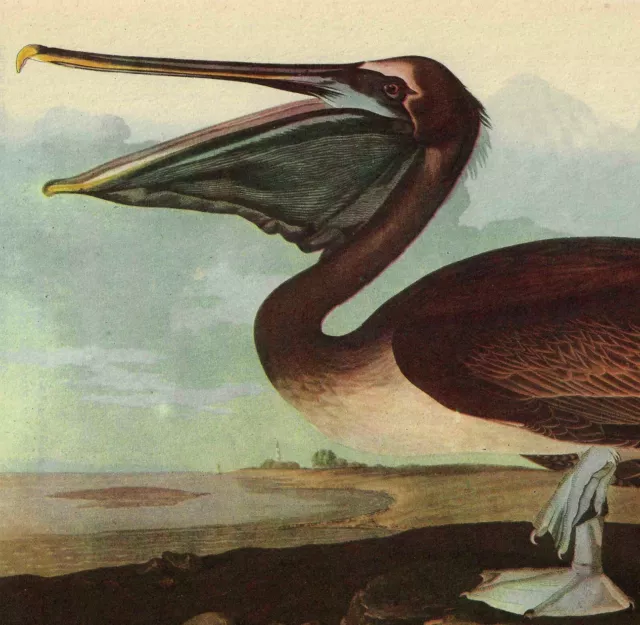 Brown Pelican Bird 1946 Color Art Print John James Audubon Nature DWV2C