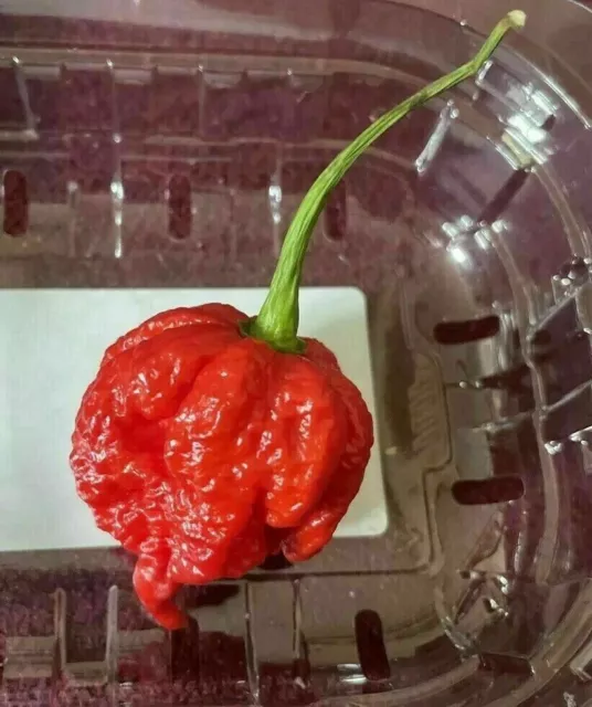 40 Samen CAROLINA REAPER (AKA HP22B) 2,2 Millionen Scoville WELTREKORD