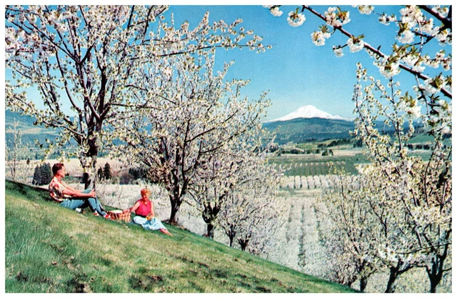Postcard Mount Adams WA Seen From Hood River Valley OR Onlookers