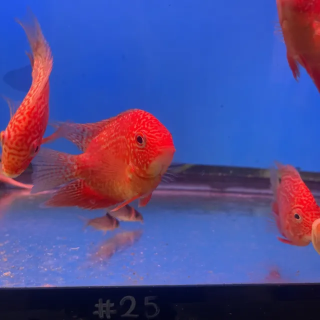 Red Severum Cichlid 2  ” -Live Freshwater Tropical Aquarium Fish
