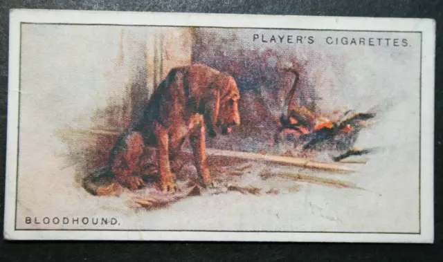 BLOODHOUND  Original 1925 Vintage Illustrated Card  QC10M