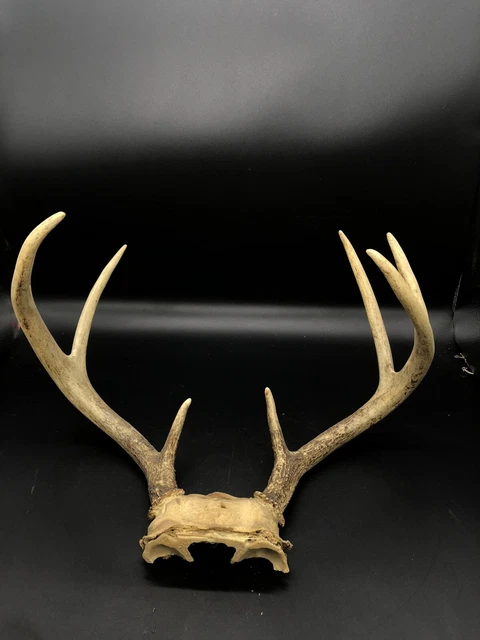 Deer Antler Rack Horn w/ Fractal Burning/ Home Decoration