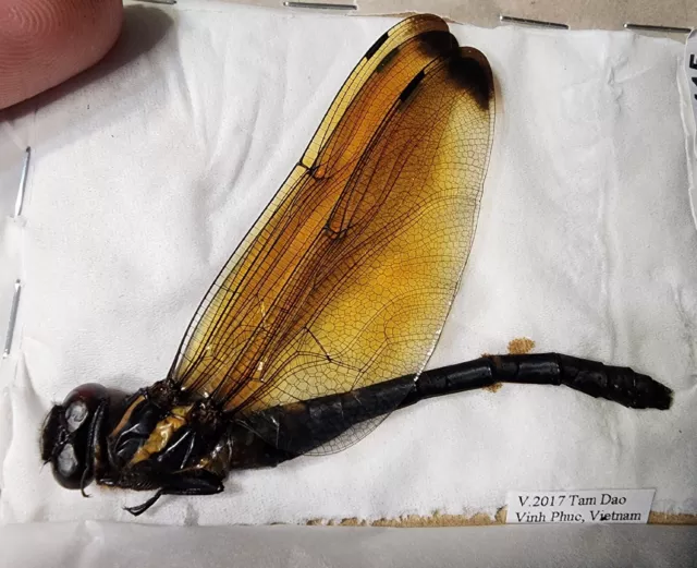 Dragonfly Odonata Chlorogomphus species ? HUGE size from Vietnam Nice Wings