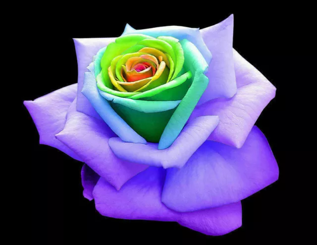 25 graines de ROSE ARC-EN-CIEL + CADEAU GRATUIT