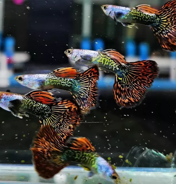 1 Pair Live Guppy Fish - Red Dragon - High Quality