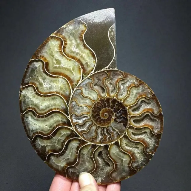TOP! Natural Crystal ammonite fossil conch specimen Reiki healing collect 1pc