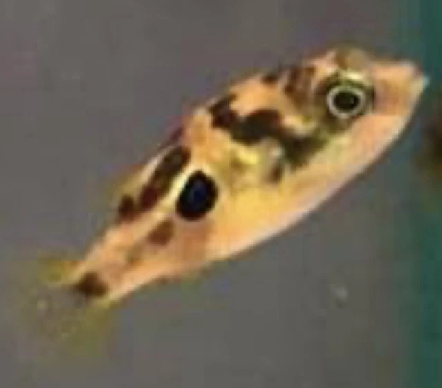 Pea Puffers