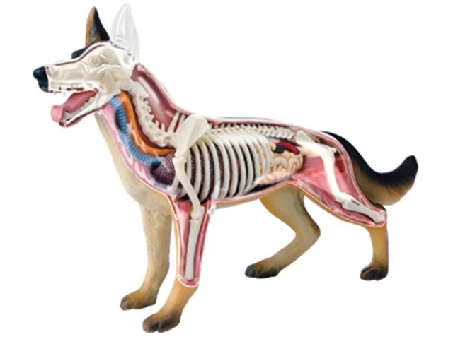 4D Vision Medical Dog Anatomy Model Skeleton Fully Detachable Organs Body Parts