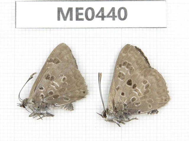 Butterfly. Niphanda fusca. Jilin, Baishan, Fusong county. 1P. ME0440. Butterfly. Niphanda fusca. Jilin, Baishan, Fusong county. 1P. ME0440.