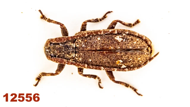 Cerambycidae: Lamiinae sp.  A1, 6 mm, Mounted, 1 pc