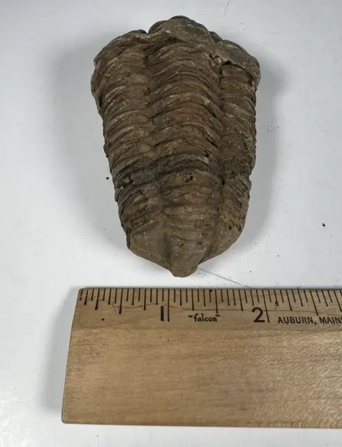 Authentic Fossilized Trilobite from Morocco.  Weight (grams): 140