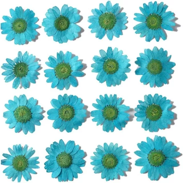 Daisy Flower Real Nature Flowers Set Lake Blue Pressed Flower  For Scrapbook