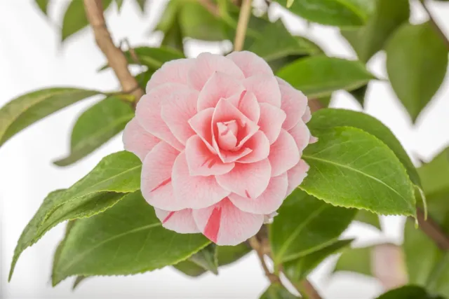 Camellia japonica 'Bonomiana' C3 30-40cm, Japanische Kamelie, Winterhart
