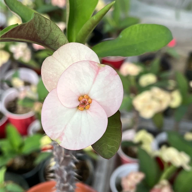EUPHORBIA MILII-THAI HYBRID Crown of Thorns- " Angel's Blessing" EUR 42 ...