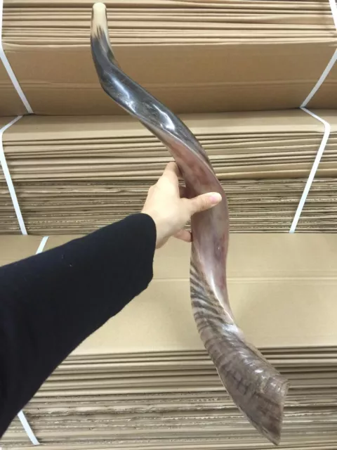 Yemenite Kudu Horn Shofar 24''-28'' New KOSHER Made in Jerusalem ✡From Israel✡