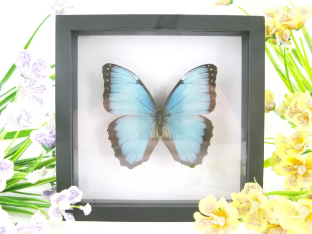 Blue Morpho - beau papillon réel, conservé dans la vitrine 3D - qualité musée
