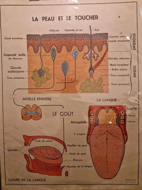 Ancienne Affiche Scolaire Vintage - Chasse Chevaux Solutré, Par P. Joubert, Thème Histoire
