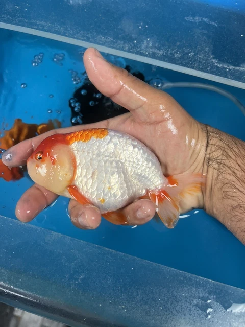 Fancy Goldfish Ranchu Live Fish 5”+
