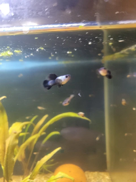2 trios of Dwarf Blue Big Eared Panda Guppies plus additional fry 2 trios of Dwarf Blue Big Eared Panda Guppies plus additional fry