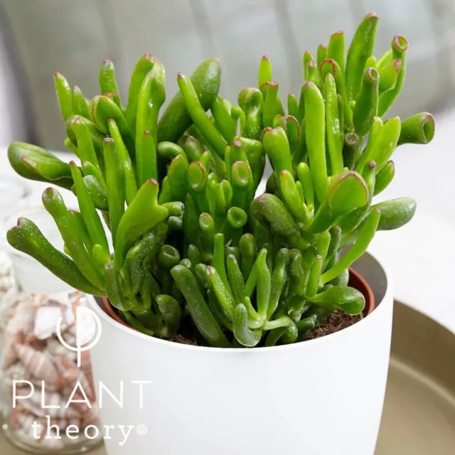 18cm Crassula Ovata Hobbit Friendship Tree Money Tree Jade Tree Plant 12cm Pot